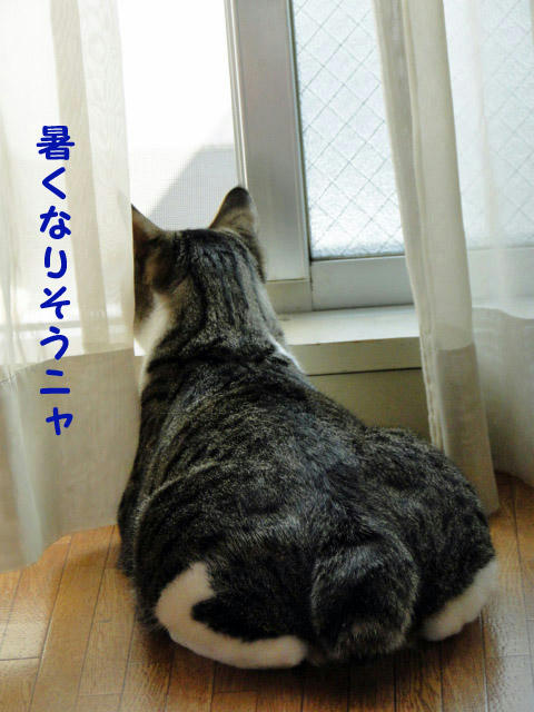 今日は暑くなりそう