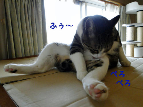 早く冬毛 抜かなきゃ!