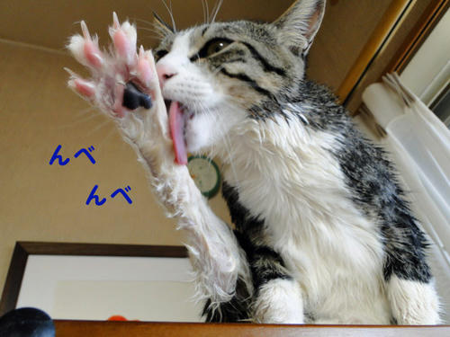 んべんべ・・・