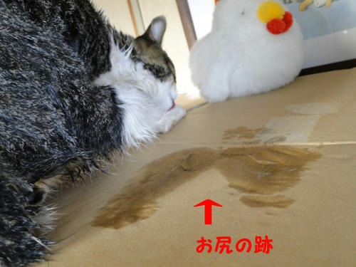 お尻の跡