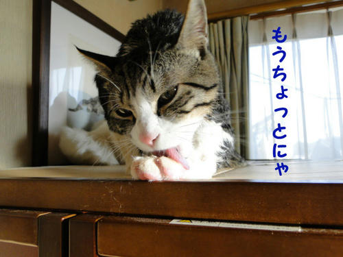 もうちょっとにゃ