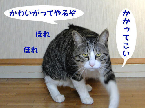 かかってこい!