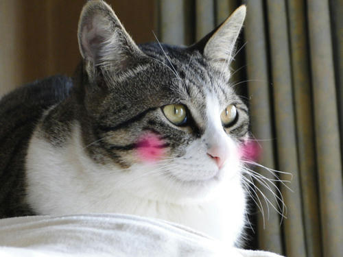 普段のお猫さま