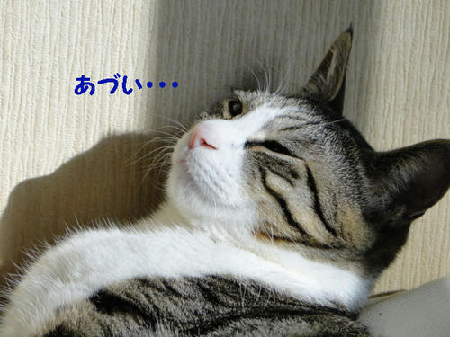 暑い