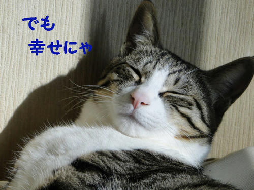 でも、幸せにゃ