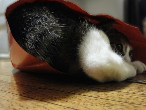 必死(笑)
