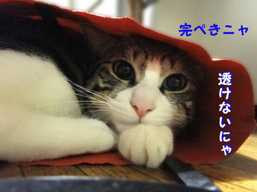 完璧にゃ!