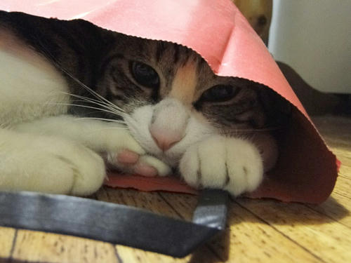みっちり