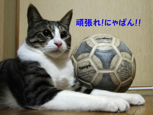 がんばれ!ニャパン!