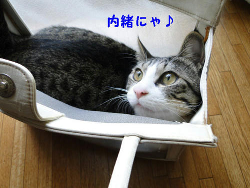 内緒にゃ