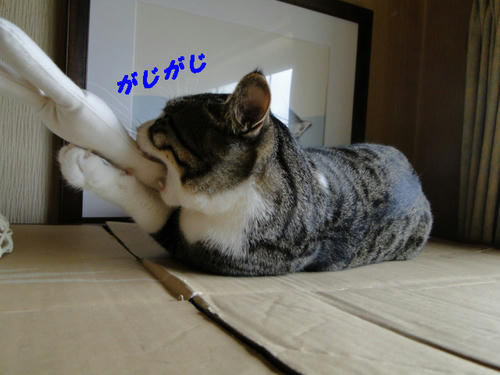 がじがじがじ