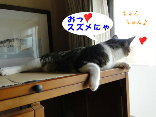 あっ♪スズメさんの声にゃ!