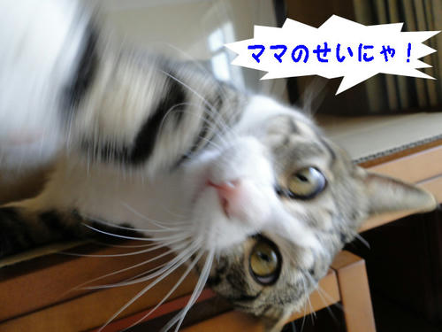 ママのせいにゃ!