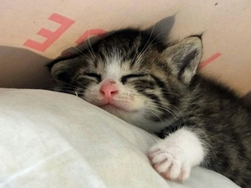 子猫だいふくの寝顔