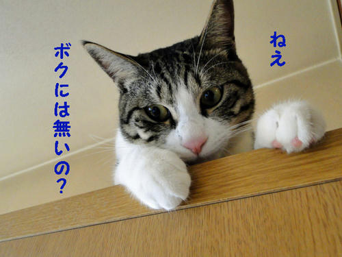 ボクの分は?