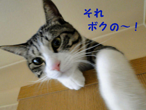 それ、ボクの分でしょ!