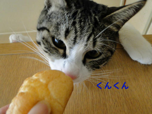 くんくん・・・