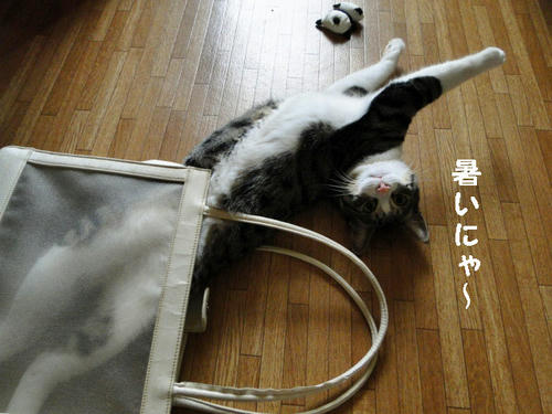 暑いにゃー
