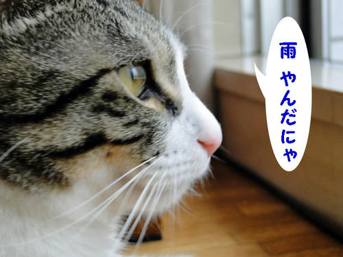 雨、やんだ♪