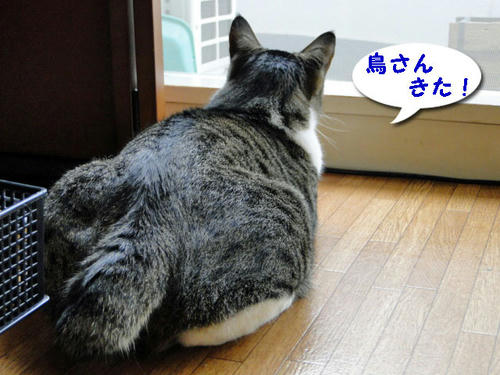 鳥さん、来た!