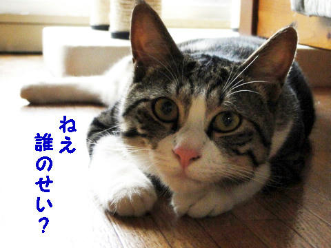 誰のせいで逃げたと思う?