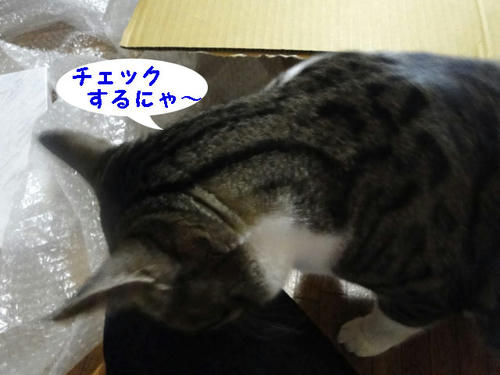 チェックするにゃー!
