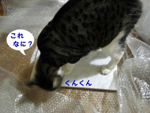 これ、何?