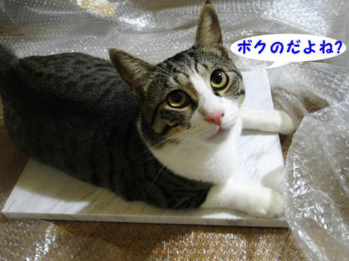 ぼくのでしょ?