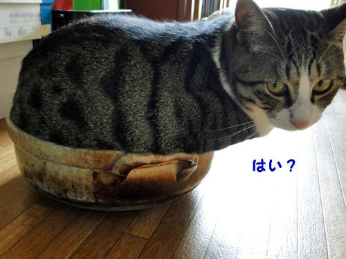 はい?
