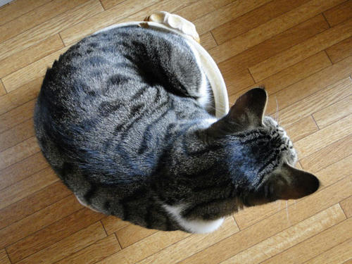 みっちり猫鍋