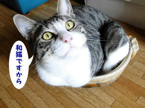 和猫ですから♪