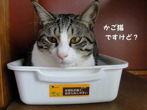 カゴ猫(のつもり)ですけど?