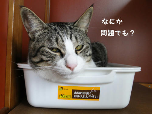 何か問題でも?