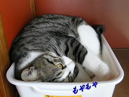 もぞもぞ・・・もぞもぞ・・・・
