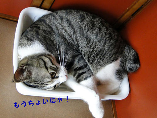 もうちょっとにゃ~~