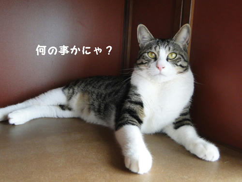 なんのことかな?