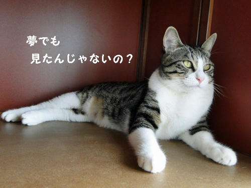 ボク知らないよ~