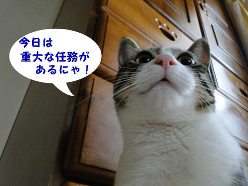 重大任務が有るのニャ!