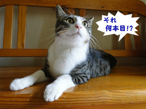 それ、何本目にゃ?