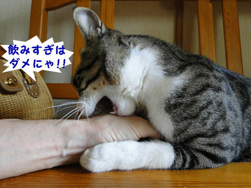 飲みすぎはダメにゃー!!