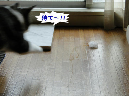 まてー!