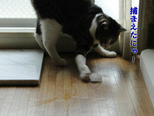 捕まえたにゃ!