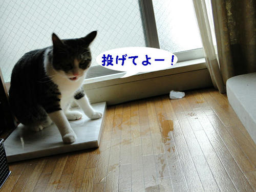 投げてよ~
