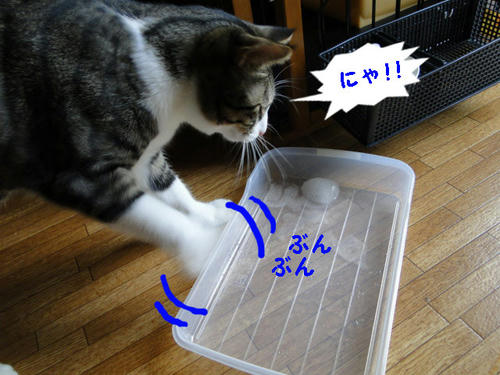 冷たいにゃーーー！！