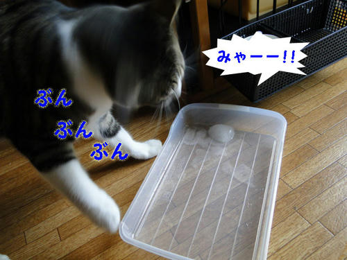 耳に入ったー(汗)