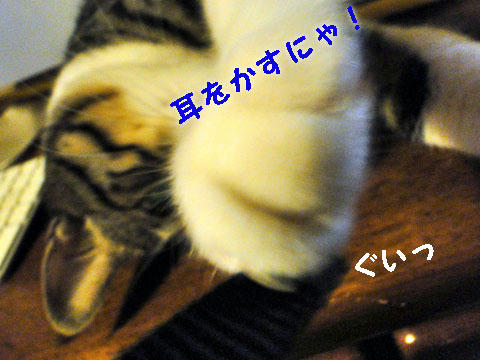 耳を貸すにゃ!