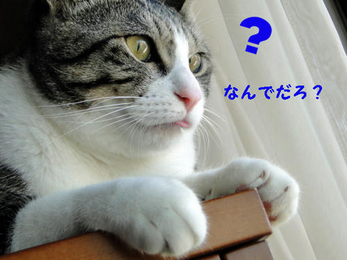 何でだろ?