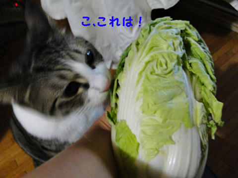 これは！