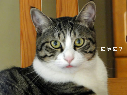 にゃに?