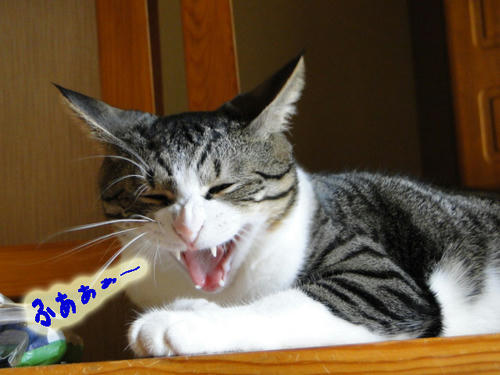 ふぁぁぁ~